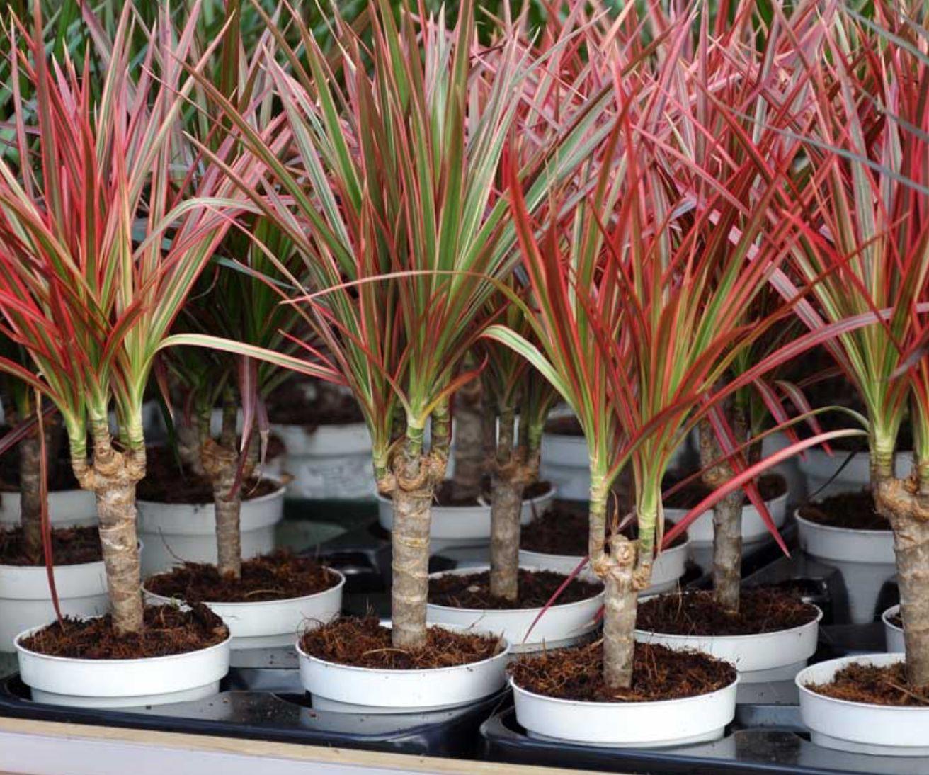 Dracaena kártevők 