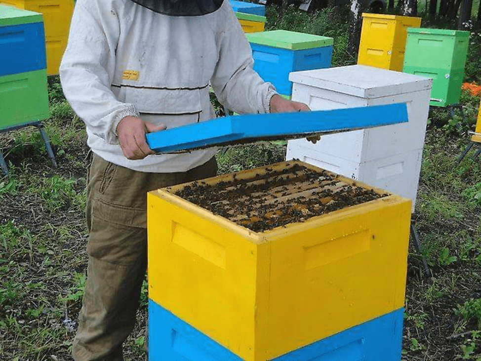 Beehive with bees