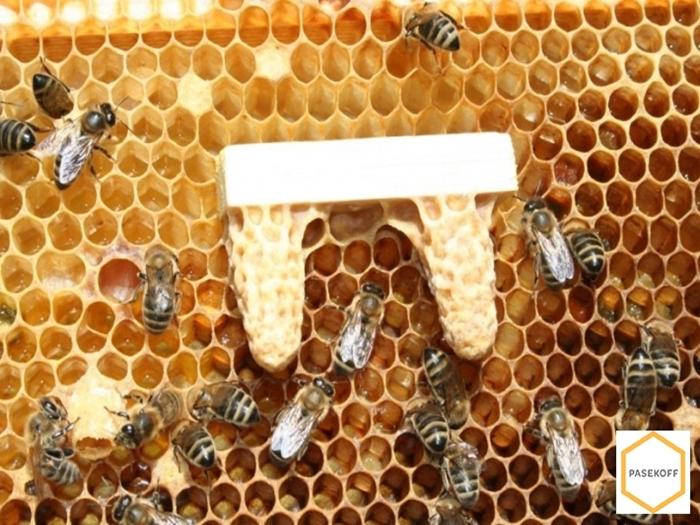 wie man einem Bienenstock eine Königin hinzufügt