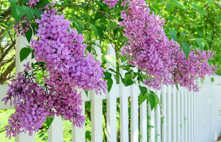 Plantación de lilas y foto de cuidado.