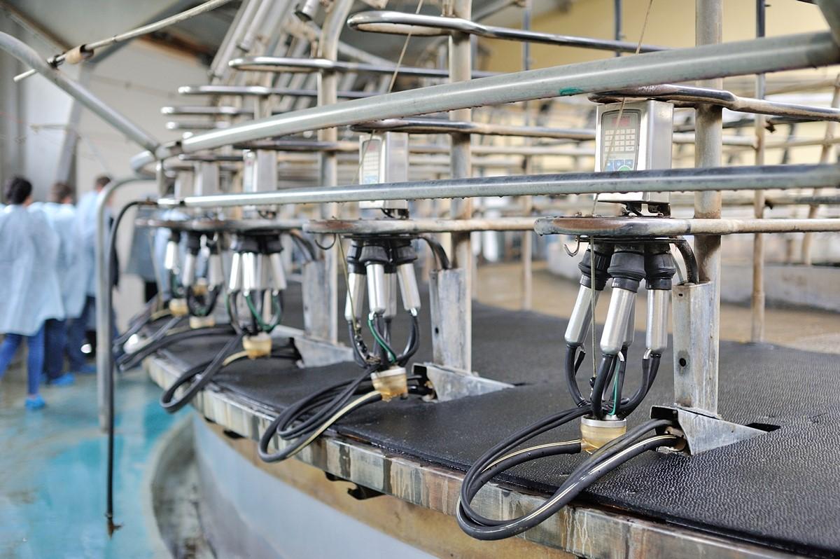 Milking machines for dairy sector