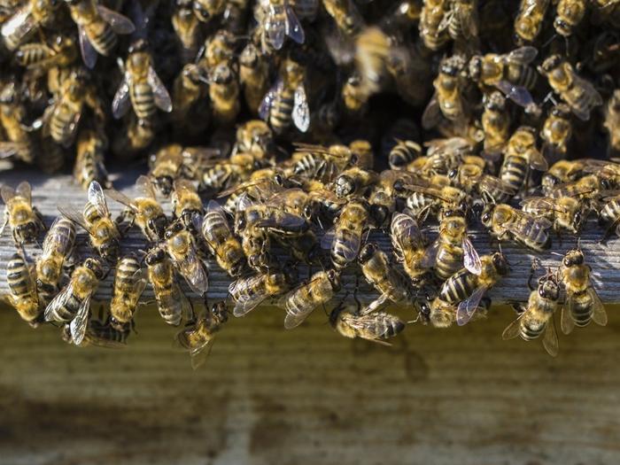 útok včel na úl, co dělat