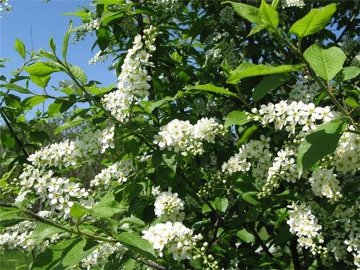 Bird cherry