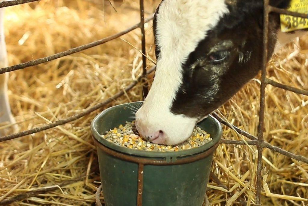 nourrir une vache