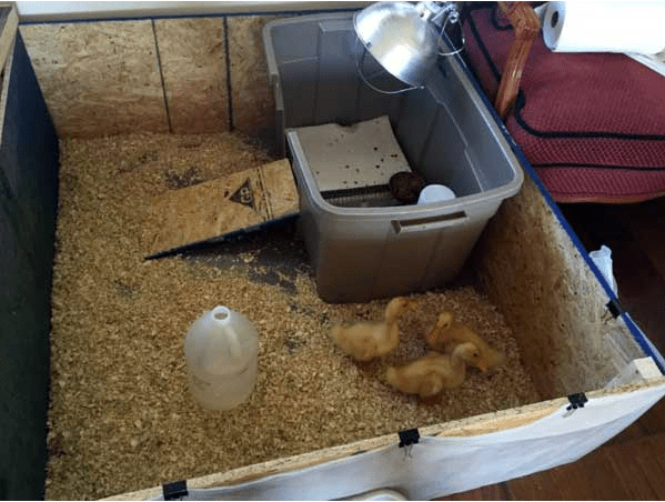 brooder para sa mga duckling