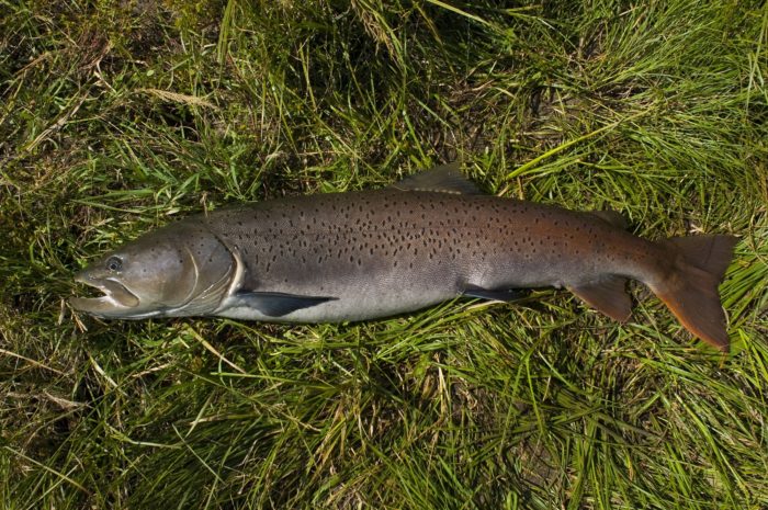 Liste von 37 Vertretern der Lachsfamilie, wie die Fische aussehen und wo sie leben