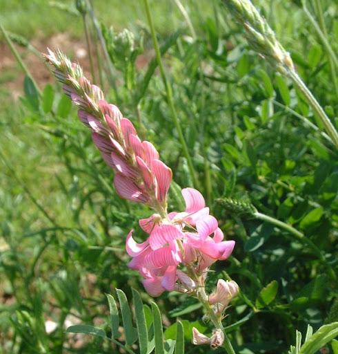 sandig sainfoin