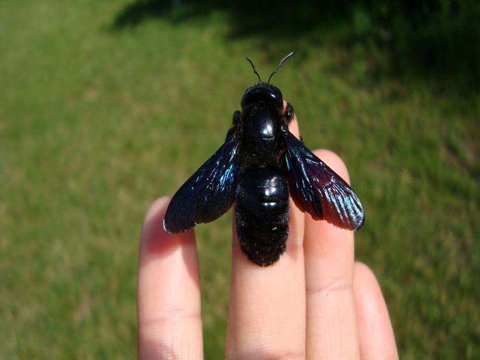velká černá včela