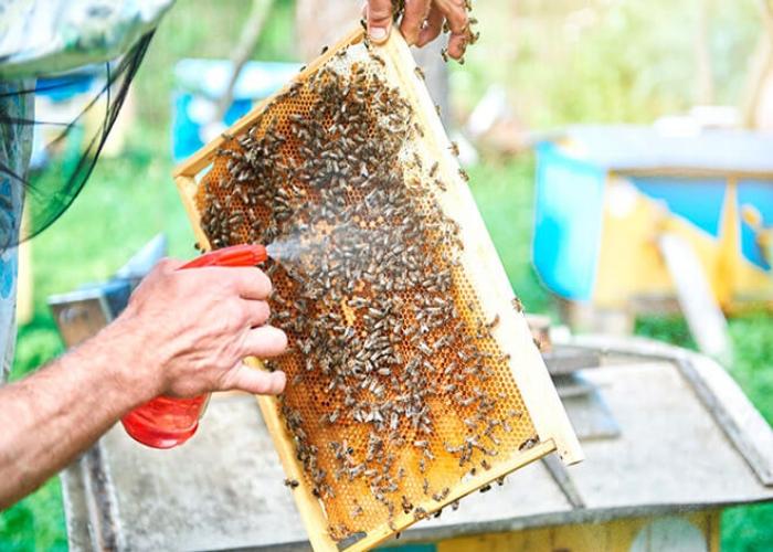 tratando abelhas contra ácaros no outono