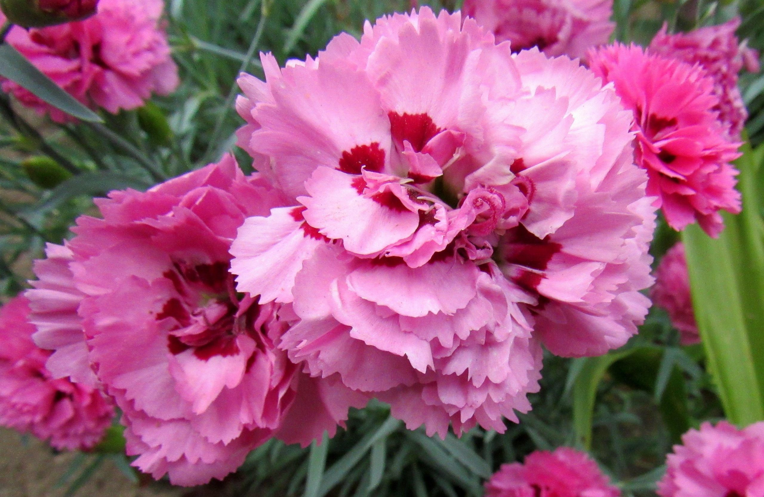 Carnation Shabo