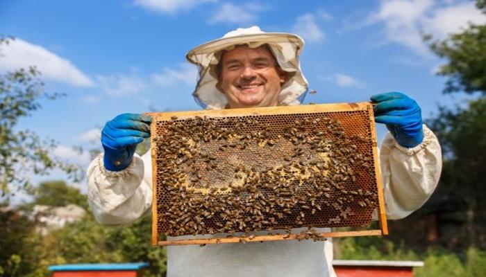 l'apiculture dans la région de Léningrad