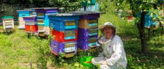 Apiary