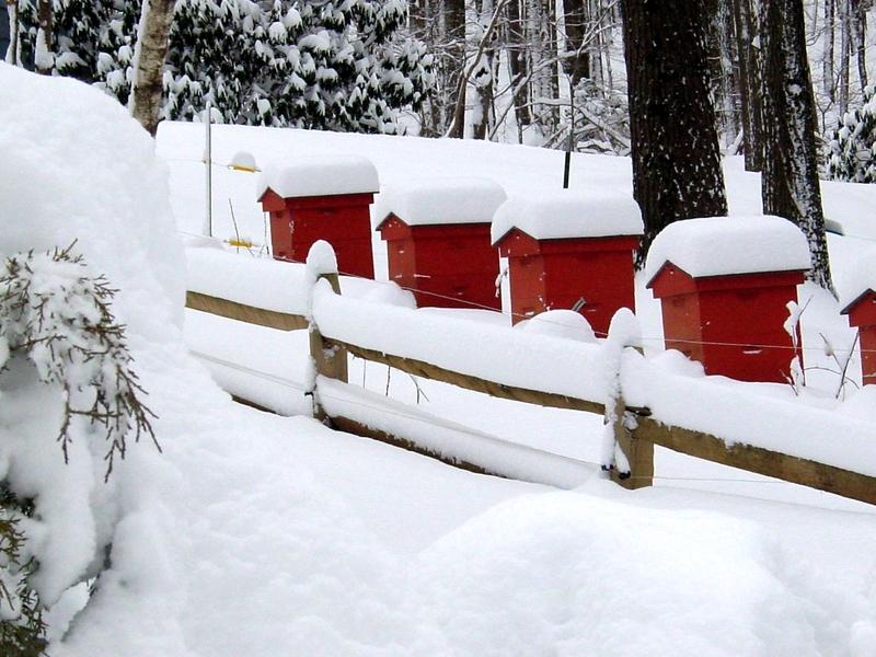 Bienenzucht im Winter