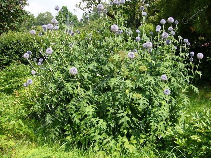 loptasti Echinops