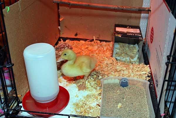 brooder para sa mga duckling