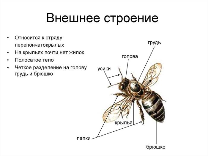 structure of a bee