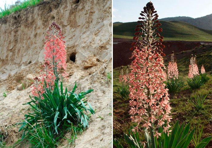 Blumen auf Schleifen 