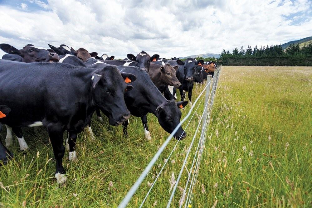 Electric shepherd for cattle