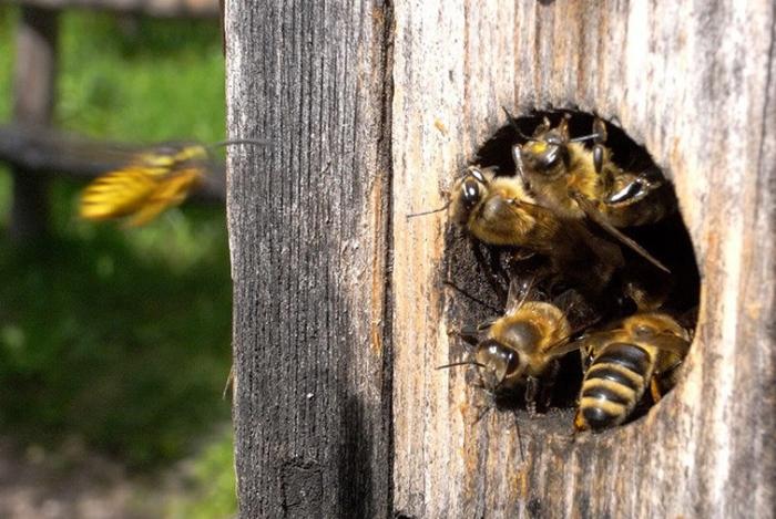 Bienen im Sommer in einen neuen Bienenstock überführen