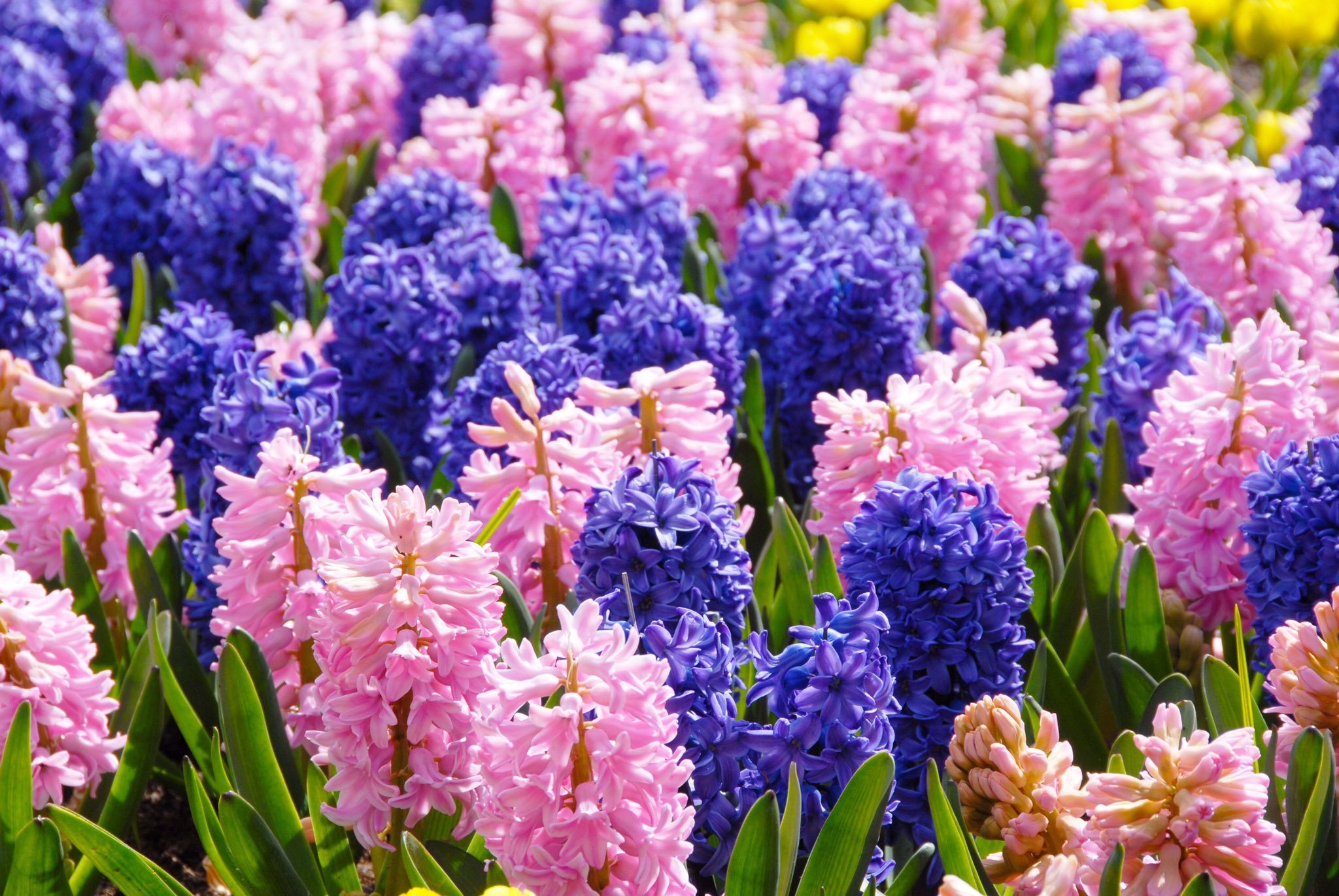 Welche mehrjährigen Blumen können auf einem Grab gepflanzt werden – 35 am besten für einen Friedhof