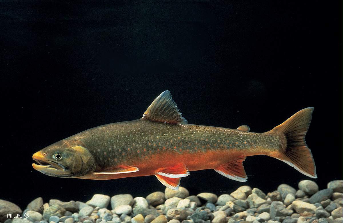 List and description of 39 predatory and herbivorous river fish, their features