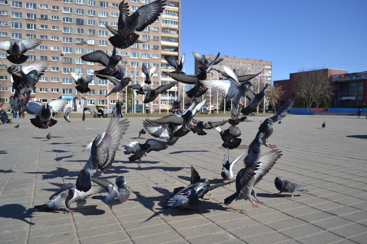 Lådan ska placeras på platser där duvflockar samlas