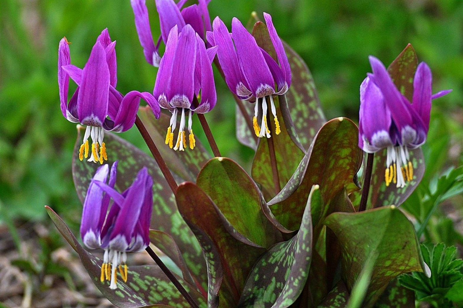 TOP 60 spring primrose flowers with names, descriptions and which ones to choose