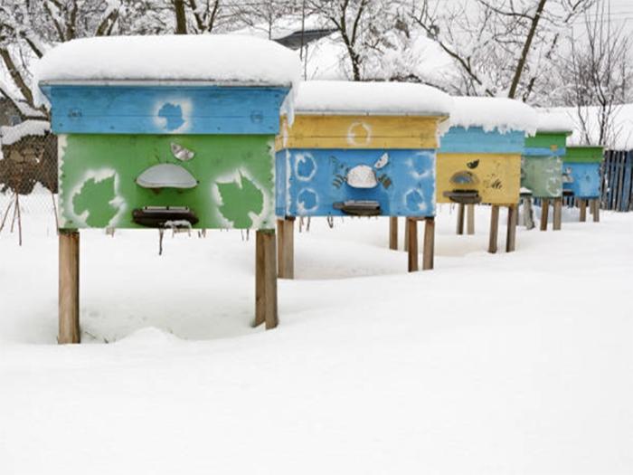 Überwinterung der Bienen