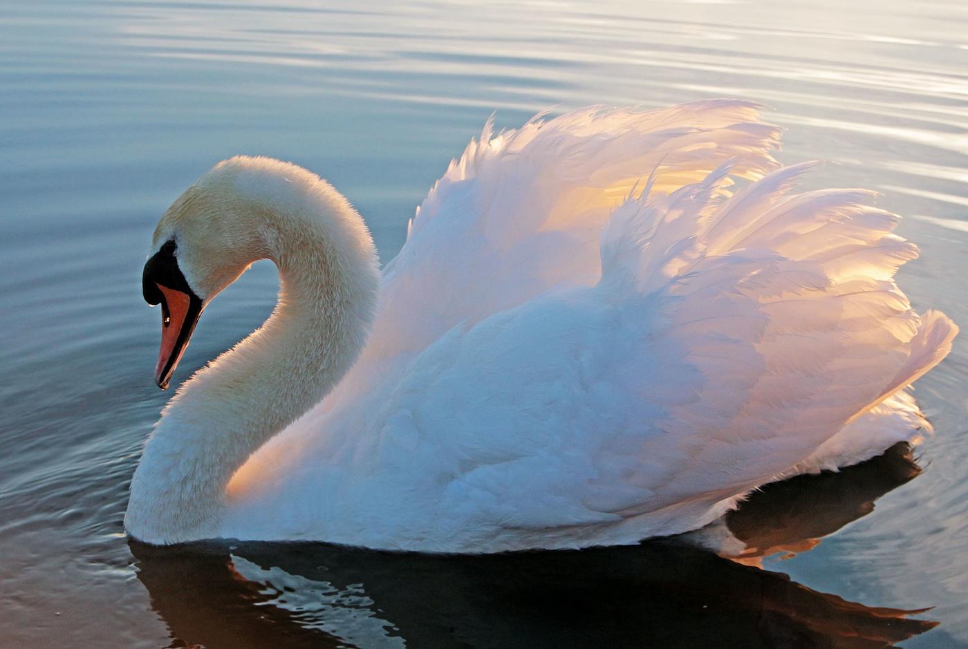 TOP 30 Zugvogelarten mit Namen und Beschreibungen, ihren Merkmalen