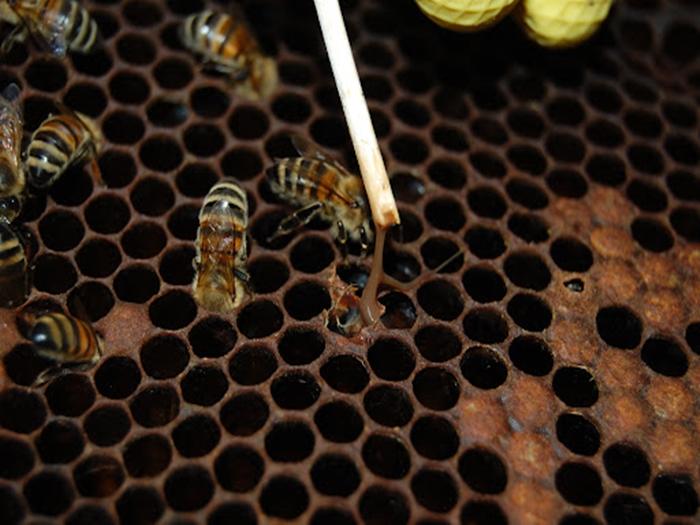 how to get rid of wax moths in a hive with bees