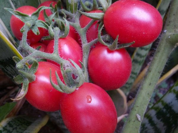 tomato novichok pink