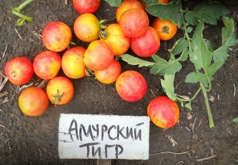 Amur-Tigertomate im Garten