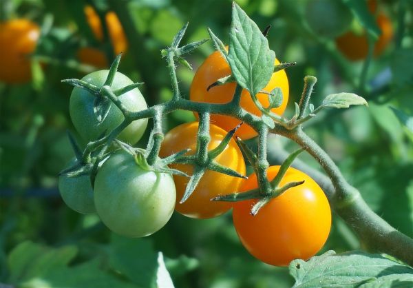 Tomatenanbau