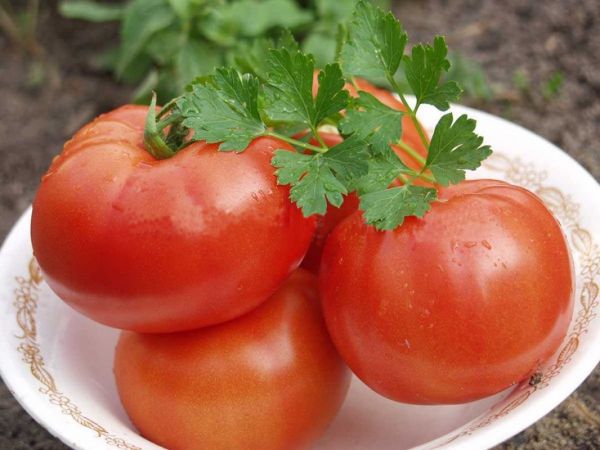 Polbig F1-Tomaten auf einem Teller