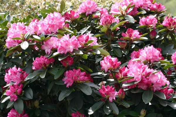 flores en un macizo de flores 