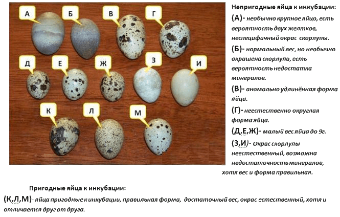 egg incubation