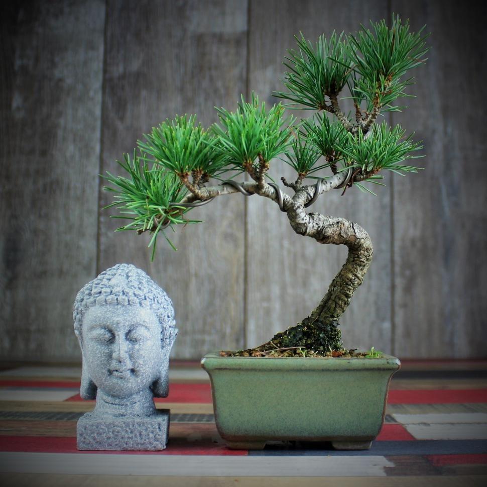 Kiefernbonsai