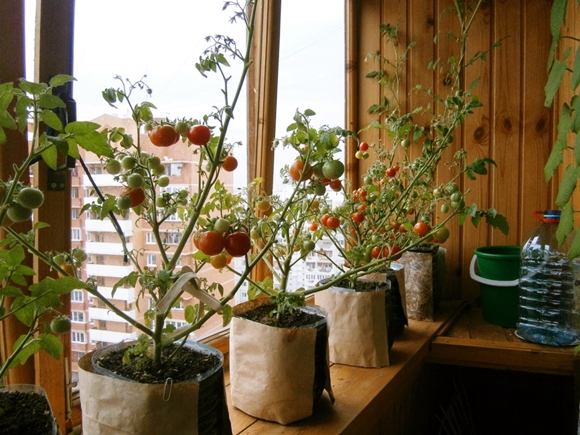 tomates creciendo en el alféizar de la ventana 