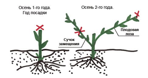 poda de uva