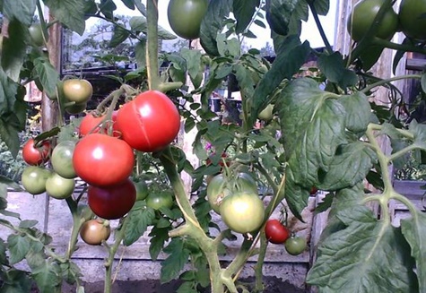 potbellied rajče v zahradě