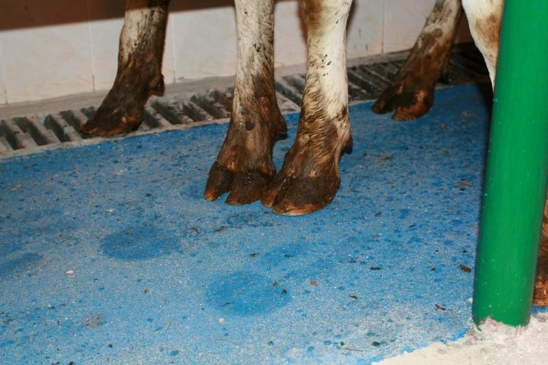 barn floors