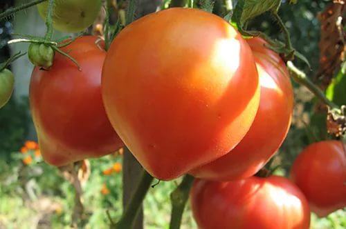 Tomàquet rosa abakan al jardí