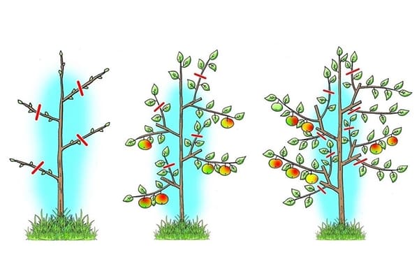 kolonnu ābeļu atzarošanas diagramma