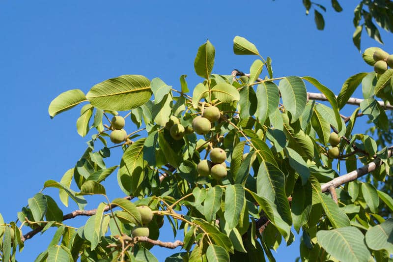 hoe een walnoot te planten