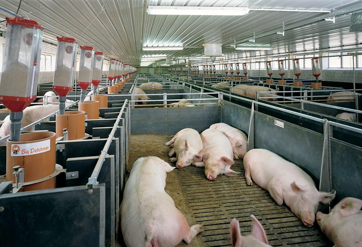 ventilatie in een varkensstal