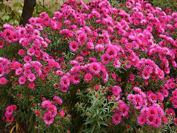 aster novobelgica