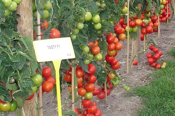 buissons de tomates testi