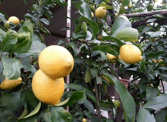 meyer citron