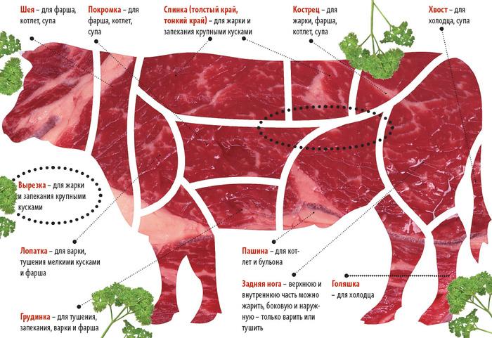 části těla krávy