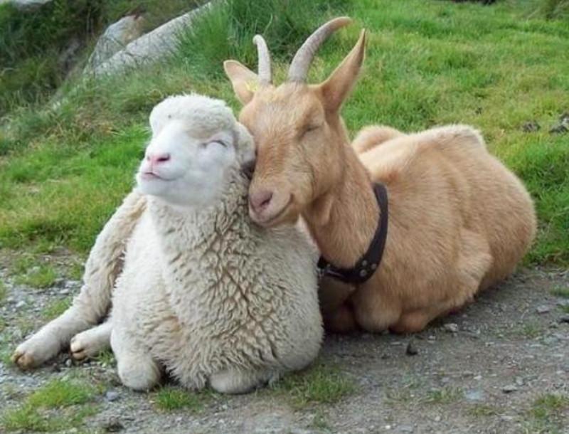 rozdíl mezi kozou a ovcí